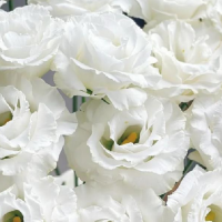 Эустома крупноцветковая