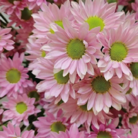 Хризантема