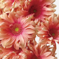 Барбертонская маргаритка