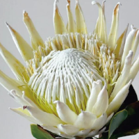 Глобальные цветы