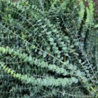 Зелень для букетов